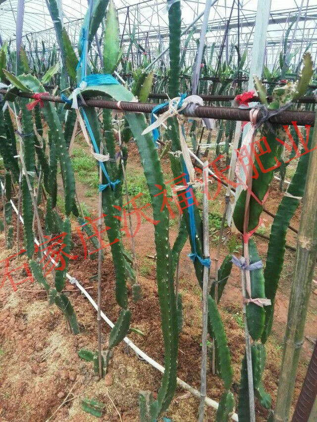 與海南火龍果種植基地建立長(zhǎng)期合作關(guān)系